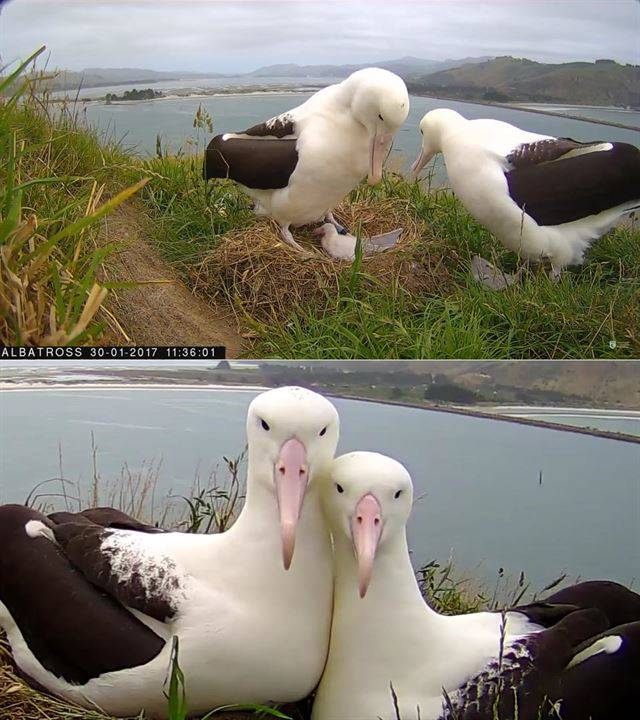로얄알바트로스 센터에서 설치한 카메라에 찍힌 알바트로스 가족. 로얄알바트로스 센터 페이스북