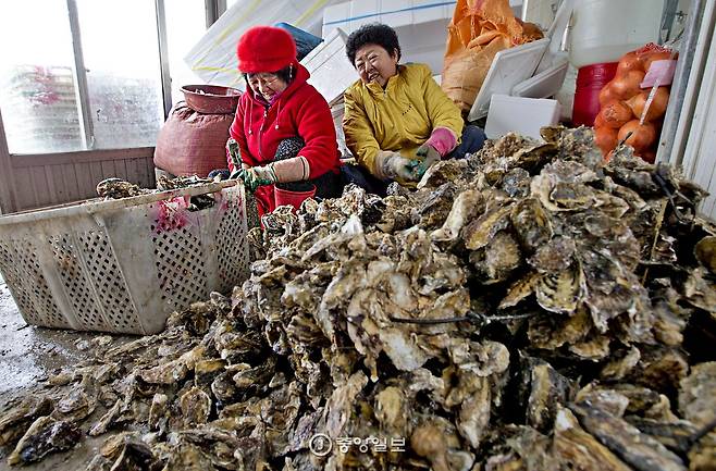하루 종일 굴 껍데기를 까는 아낙들.