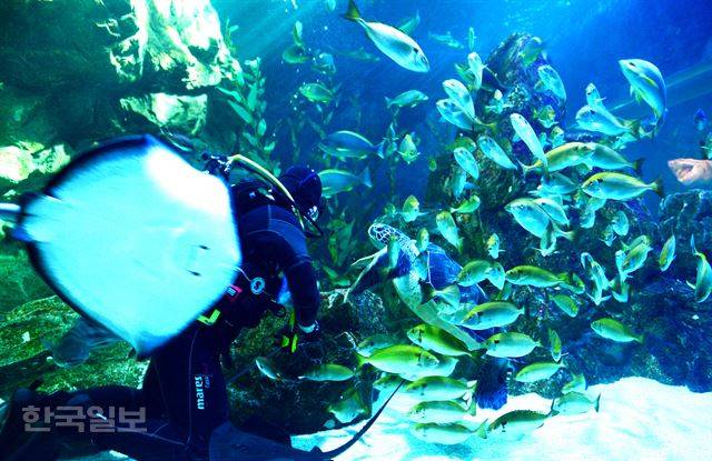 울진아쿠아리움의 피딩 쇼.
