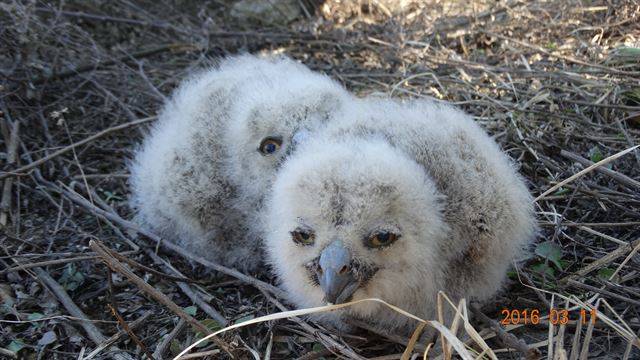 지난 해 3월 천안의 한 골재장에서 발견된 새끼 부엉이 두 마리가 나란히 앉아 있다.