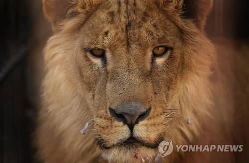 이라크 모술 동물원에 버려진 사자[AFP=연합뉴스]