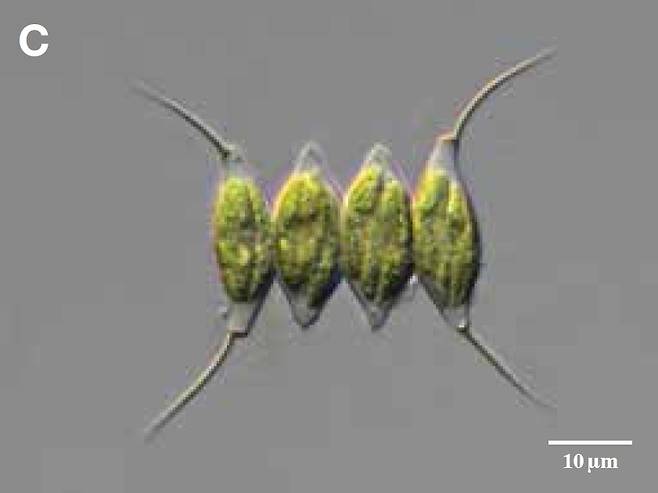 낙동강에서 채집한 녹조류 데스모데스무스(Desmodesmus opoiliensis)의 광학현미경 사진.[국립낙동강생물자원관]
