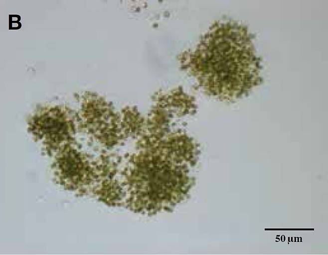 낙동강에서 채집된 남조류(시아노박테리아) 마이크로시스티스(Microcystis aeruginosa)의 광학 현미경 사진. 여름철 녹조 발생의 원인 생물이다. 작은 세포가 주머니 속에 들어있다가 주머니가 터지면 하나씩 흩어지게 된다. [국립낙동강생물자원관]