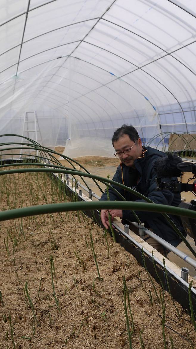 아스파라거스는 재배 기간이 길고, 온도 관리가 어려워 기르기 어려운 작물로 꼽힌다. 요시유키는 “겨울에 시장에 나오는 아스파라거스는 대부분 외국산인데, 일본산을 공급해 보고 싶었다”고 말했다.