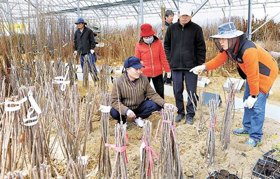 9일 충북 옥천군 이원면 묘목산업특구에 있는 한 농원에서 방문객이 묘목을 고르고 있다. [프리랜서 김성태]