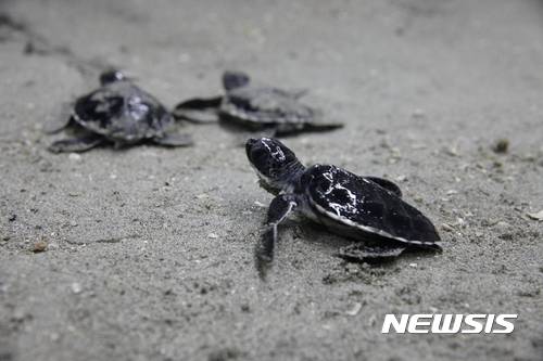 【여수=뉴시스】김석훈 기자 = 한화호텔앤드리조트(대표이사 문석)에서 운영하는 한화 아쿠아플라넷 여수는 해양수산부, 해양환경관리공단, 국립해양생물자원관과 함께 국내 최초로  푸른바다거북의 인공 번식에 성공했다고 19일 밝혔다.    해양수산부 보호대상해양생물이자 국제적 멸종위기종(CITES) 1급으로 지정돼 보호받는 이 거북은 성장하면 몸길이 1.5m, 몸무게는 68㎏~190㎏에 이르는 대형 거북이다. 2017.03.19. (사진=한화아쿠아플라넷여수 제공)   kim@newsis.com