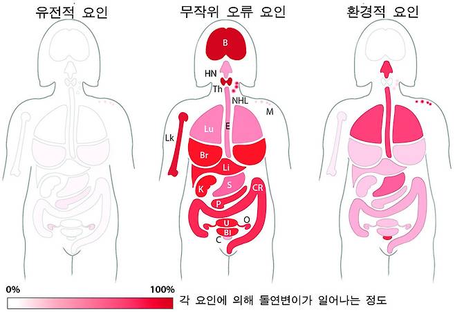 미국 존스홉킨스대 연구팀이 분석한 영국 여성들의 암 발생 요인. 인체의 각 조직별로 환경·유전·무작위 오류 요인에 따라 돌연변이(DNA 구조변화)가 일어나는 정도를 보여준다. 대부분의 암이 환경·유전 요인보다 무작위 오류에 의한 경우가 높은 것을 알 수 있다. <사이언스> 제공