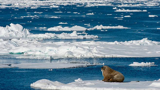 북극해 (사진=게티이미지/이매진스)