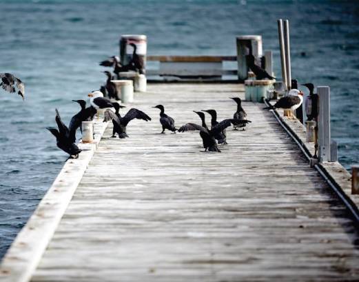 [사진설명=데블스코너 블랙스완]