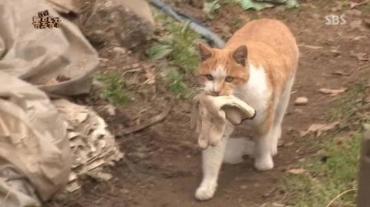 사진=sbs 방송화면 캡처.