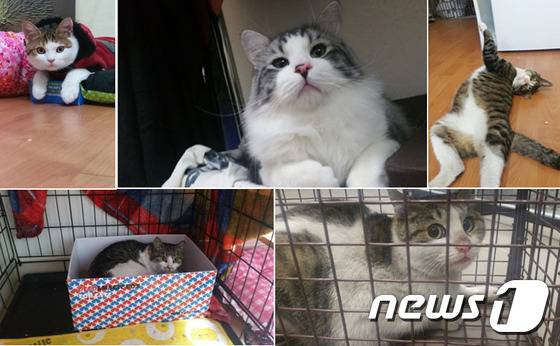 백씨의 다섯마리 반려묘들.왼쪽 위부터 시계방향으로 봉봉(10개월·수컷), 구름(2세 추정·수컷), 남양, 단짝(8개월·암컷), 우연(8개월·암컷)이.© News1