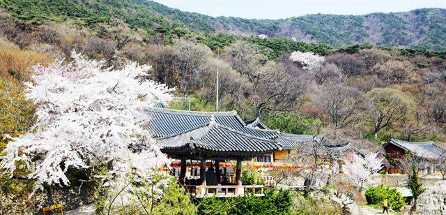 림을 뚫고 나온 듯한 개심사 절경. 한국관광공사 제공.