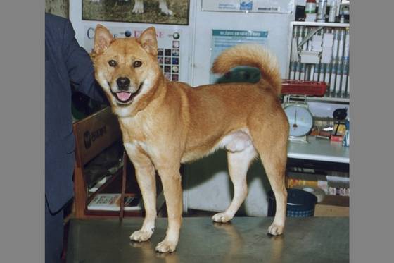 진돗개는 2010년 미국 로스앤젤리스(LA) 경찰견 도입이 논의됐지만 2011년 부적합 판정을 받았다. [중앙포토]