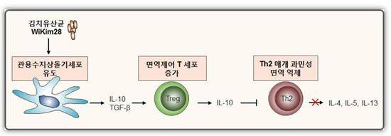 ▲김치유산균이 아토피 피부염에 효과가 있는 것으로 규명됐다.[사진제공=미래부]
