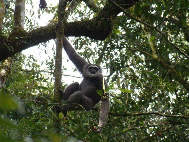 자바긴팔원숭이가 2010년 10월 인도네시아 자바섬 구눙할리문 쌀라크 국립공원의 나무 위에서 열매를 따 먹다가 인근에서 기척이 들리자 경계하고 있다. 국립생태원 제공
