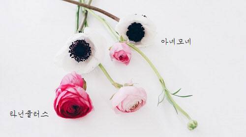 아네모네와 라넌큘러스.  /김신정 디자이너 제공