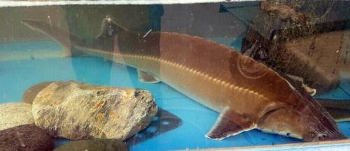 (고양=연합뉴스) 한강 하구에서 희귀종인 철갑상어가 발견돼 관심을 끌고 있다. 2017.4.24  [한상원씨 제공=연합뉴스]   nsh@yna.co.kr(끝)