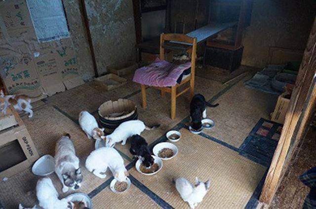 일본에선 반려묘 집단 사육이 사회 문제로 떠올랐다. 중성화 수술을 받지 못한 고양이들 사이에서 근친교배로 인해 장애묘가 태어나기도 한다. 네코켄 홈페이지