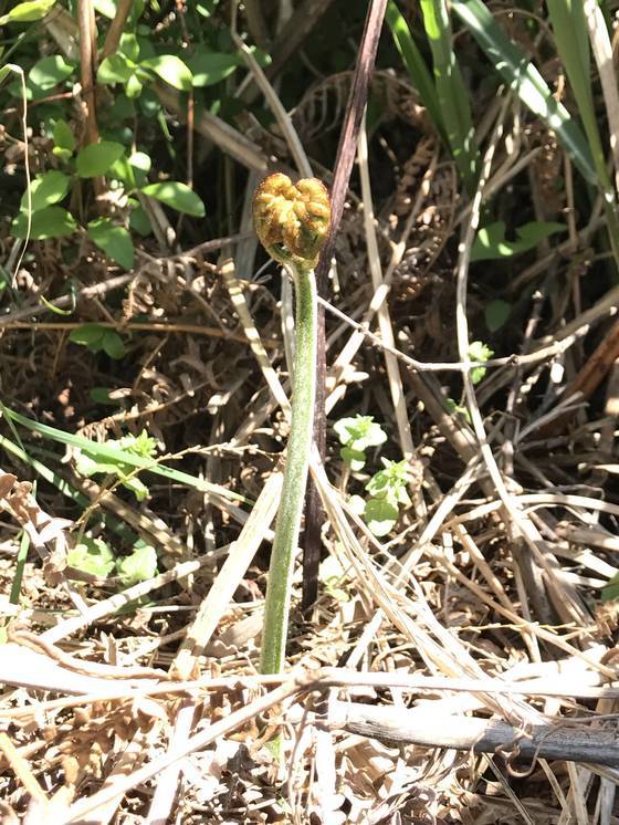 매년 4~5월 제주 한라산에서 자라는 고사리. 최충일 기자