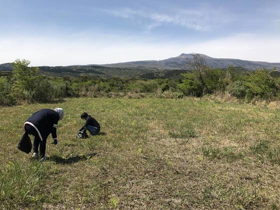 지난 27일 관광객들이 제주도 한라산에서 고사리를 꺾고 있다. 최충일 기자