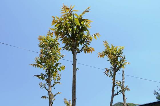 순이 너무 자란 옻나무: 옻순잔치가 열린 박기영 시인 집의 장독 사이에서 자라고 있는 옻나무. 키가 3m쯤 돼 보이는데 3년생이라 한다. 성장이 무척 빠르다. 지난달 29일 갔을 때는 순이 너무 자라 먹기 어려운 상태였다. 서울 손님들에게 보여주려고 꺾지 않고 뒀더니 저렇게 자랐다고 했다.