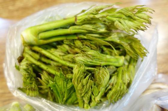 야생 두릅: 경기도 가평 야산에서 4월 17일 채취한 두릅. 두릅은 잎이 모여서 핀다. 퍼지기 시작하면 쇄서 먹기 어려운 상태다. 순이 갓 필 때는 표면에 옅게 솜털이 있고 조금 자라면 잎줄기에 가시가 생긴다. 4월이 제철이다.