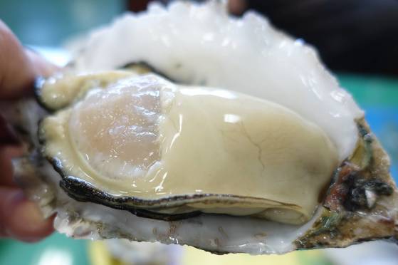 통영 ‘여름 굴’ 큰 것 하나는 500g(껍데기 포함)쯤 나간다. 태화물산에서 국내 처음 양식에 성공한 이 굴은 2년은 자라야 이 정도 크기가 된다. 3배체 굴로 씨 없는 수박처럼 생식기능이 없어 생식독도 없기 때문에 여름에도 먹을 수 있다. 생식에 에너지를 쓸 일도 없기 때문에 다른 굴에 비해 성장이 빠르고 알이 굵으며 육질도 육고기를 먹는 듯 존득하다. 먹어 보니 한 입에는 도저히 들어가지 않았다.