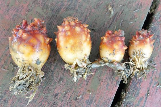 같은 바다에서 같은 세월을 자라도 멍게의 크기가 제 각각이다.