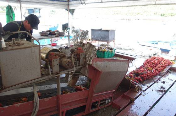 멍게는 유생일 때 물에 떠다니다가 밧줄에 붙어서 뿌리를 내리고 착생한다. 수확기(매년 2~6월)가 되면 그 밧줄을 부둣가로 끌고 나와 기계로 멍게를 떼어내 크기 별로 분류해 시장에 내보낸다.