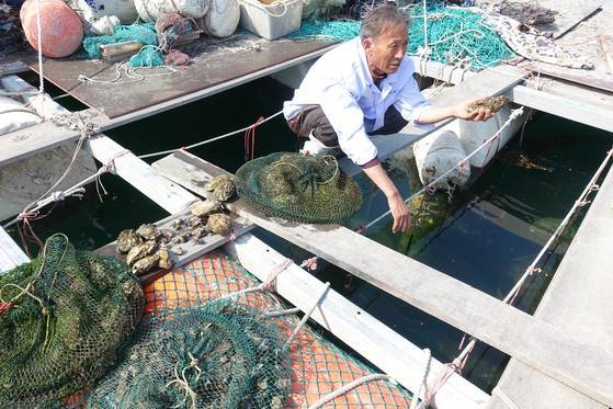 국내에서 처음 여름에도 먹을 수 있는 3배체 굴 양식에 성공해 지난해 첫 출하까지 한 태화물산 송미탁 회장이 시험양식장에서 채롱망을 꺼내 자라고 있는 굴을 보여주고 있다. 손에 들고 있는 굴은 2년 자란 500g(껍데기 포함. 이하 같음) 크기다. 판자에 올린 굴 중 왼쪽은 14개월짜리(80~100g), 가운데는 엄지 한 마디 크기로 자란 6개월짜리다.