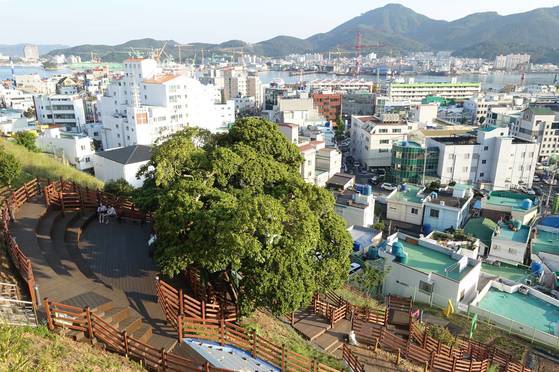 서피랑 회전산책로를 올라가면서 만만 엄청나게 큰 후박나무. 수령이 200~300년은 되어 보인다. 원래 벼랑에 서있었는데 둘레에 오르내리는 계단을 만들었다. 아래쪽 하늘색으로 보이는 곳은 지난해 설치한 국내 최대 피아노계단이다.