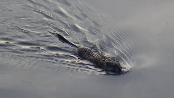 물속에서 사향쥐가 이동하고 있는 모습 [사진 국립생태원]