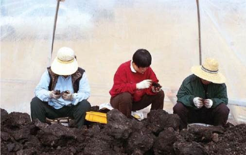 1998년 2월 소로리 구석기 유적에서 파낸 흙 덩어리에서 충북대 조사단이 볍씨를 찾고 있다. [사진 한국선사문화연구원]