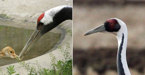 두루미 머리 빨간 부분의 실체는 뭘까. [중앙포토]