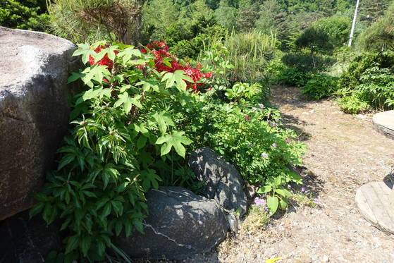 바위 틈에도 작약(앞)과 음나무가 뿌리를 내렸고 그 너머엔 ‘중댕가리’(쥐오줌풀)가 보라색 꽃을 피웠다.