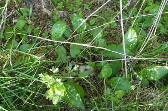 음식점 앞 길가 풀숲에 자라는 미역취. 울릉도에서 많이 나는 취인데 이곳에도 있다. 취는 종류가 많다. 안정숙씨는 “12가지도 넘는다”고 했다.