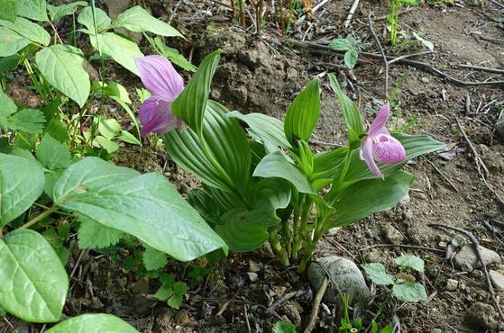 멸종위기종인 개불알란이 음식점 마당 느티나무 아래 자라고 있다. 안정숙씨는 '개불란'이라고 했다. 귀해서 애호가들이 무척 탐내는 난이다. ‘오대산 내고향’에서도 누군가 한 포기를 캐간 적이 있다고 한다. 20여년 전 난 애호가 단체에서 난의 이름이 상스럽다고 ‘새우란’이라는 이름을 제안한 적이 있는데 새우란은 다른 난초다. 영어 이름은 Lady's slipper.