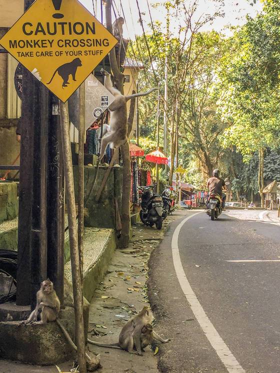 원숭이를 조심하라는 안내판 아래의 원숭이들.