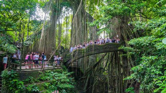 몽키포레스트의 열대우림.