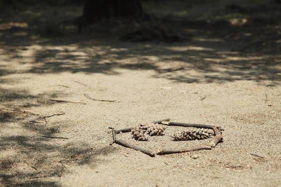 나뭇가지로 동그라미를 만들고 그 안에 솔방울을 던져 보자. 단계를 거듭할수록 원 크기를 줄이면 더 재미있다.