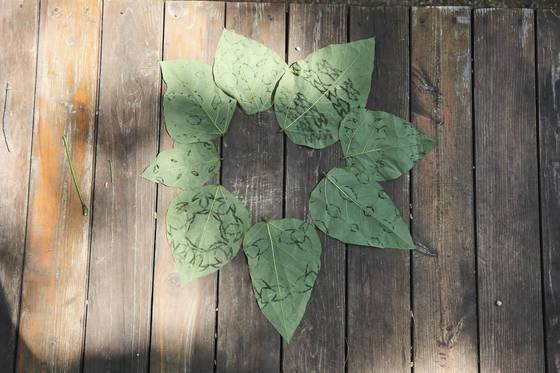 나뭇잎을 여러 번 접은 뒤 이빨로 살짝 깨물면 재미있는 무늬가 나타난다.