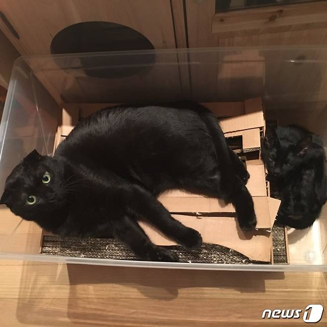 유주연 '나비야사랑해' 이사장이 지난 2016년 가을에 만난 '쵸키'.(사진 나비야사랑해 제공)© News1