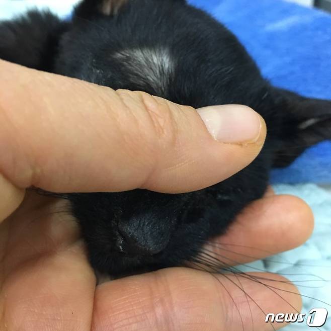 별이 된 '쵸키'를 마지막으로 쓰다듬어 주고 있는 모습.(사진 나비야사랑해 제공)© News1