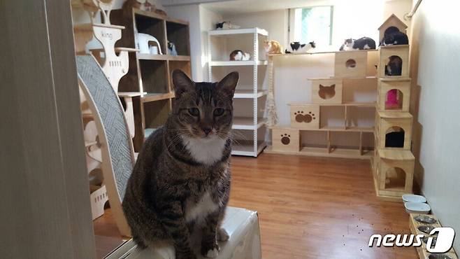 '나비야사랑해' 보호소 모습.(사진 나비야사랑해 제공)© News1