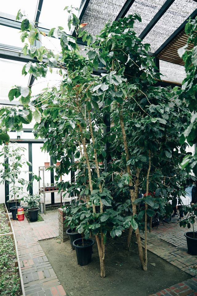 ‘테라로사 커피’ 공장의 유리 온실에선 커피 나무를 볼 수 있다.