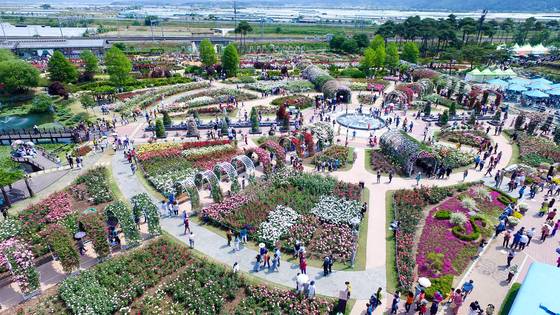 전남 곡성의 섬진강기차마을에 조성된 장미정원 전경. 4만㎡의 정원에서 1004가지 품종의 장미 수천만송이를 감상할 수 있다. 프리랜서 장정필