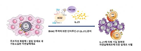 MHC class I 결핍 암에 침투된 기능 소실된 자연 살해 세포의 IL-21에 의한 기능 회복 모식도