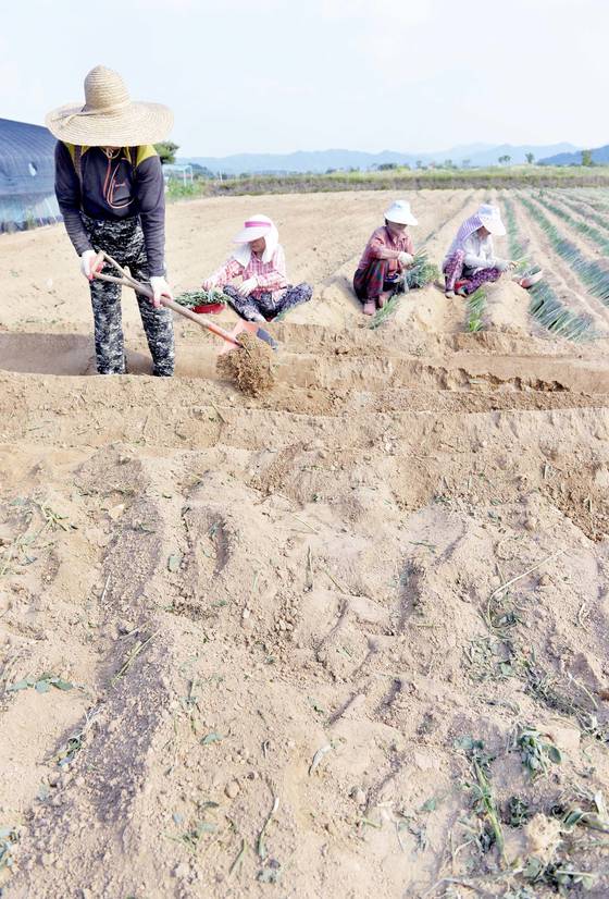 연일 폭염과 가뭄이 계속 이어지고 있는 가운데 23일 오후 충남 논산시 부적면 들녁에서 농부들이 대파를 심고 있다. 프리랜서 김성태
