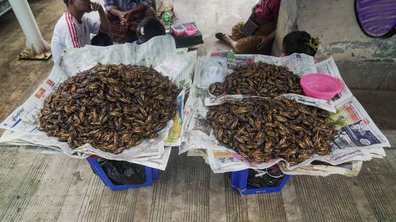 충격과 공포의 귀뚜라미 튀김.