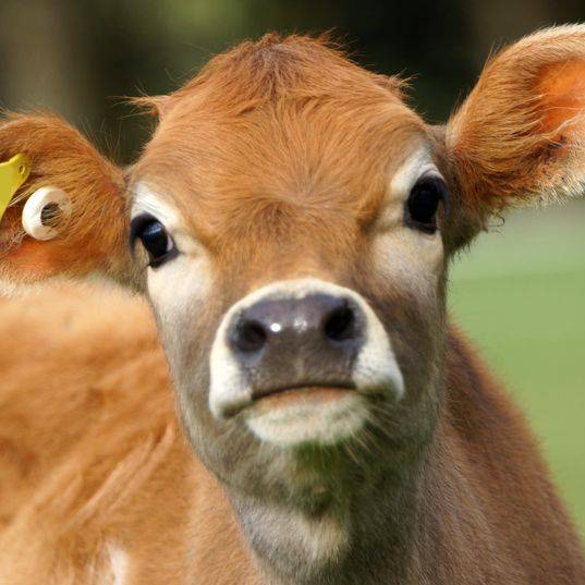 송아지. 강경화 외교부 장관은소상(牛相)이다. [사진 백재권]